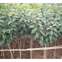 出售櫻花當年小苗、各種規(guī)格櫻花苗木