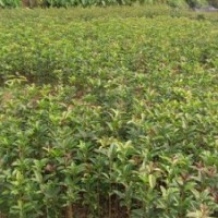 湖南苗木--湖南桂花小苗湖南八月桂小苗