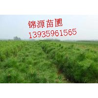 側(cè)柏苗 果樹苗 白皮松苗 花椒苗 五角楓苗...