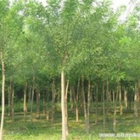 2012最新白蠟價格就在山東濟寧六彩苗木