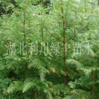 供應(yīng)湖北利川兩年生水杉樹(shù)苗水杉小苗水杉樹(shù)苗價(jià)格