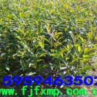 杜英樹苗 杜英種子 杜英苗