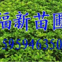 桂花樹(shù)苗 桂花種子 桂花苗 桂花批發(fā)