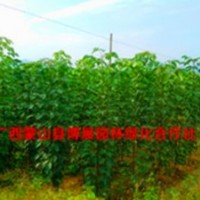 廣西蒙山縣博展園林綠化1-2米秋楓苗