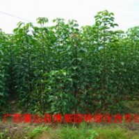 廣西蒙山縣博展園林1-3米秋楓樹(shù)苗