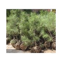 國(guó)槐 側(cè)柏 油松 白皮松黑松