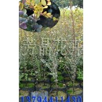 小葉紫檀苗 檀香紫檀苗 印度紫檀苗 小葉紫檀種子