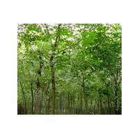 白蠟行道樹銷售價格白蠟行道樹,白蠟行道樹價格