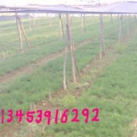 供應(yīng)2年白皮松、2年油松、國(guó)槐苗