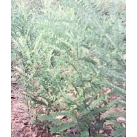 山西國(guó)槐苗訂購(gòu)/國(guó)槐苗大量出售