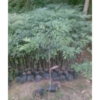 供應(yīng)黃花梨