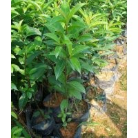 供應(yīng)鐵冬青