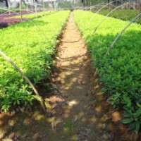 供應(yīng)紅繼木,紅背桂,毛杜鵑苗,塔柏,茶花