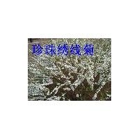 供應(yīng)五角楓小苗 三角楓小苗