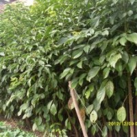 供應(yīng) 香樟樹、九里香、秋楓、羊蹄甲、黃槐、木棉、八月桂、小葉