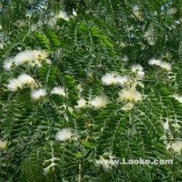 法桐價(jià)格山東濟(jì)寧16公分法桐裝車價(jià)格