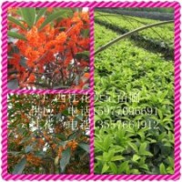 喬木-供應(yīng)桂花小苗與5-8公分大樹(shù)