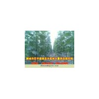 大量供應(yīng)冬紅歐洲白蠟芽子