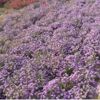 紫花玉簪 金娃娃,紅寶石,紫花玉簪