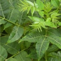 供應(yīng)香椿苗香椿樹苗山西香椿苗價(jià)格