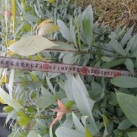 供應金絲楠木小苗