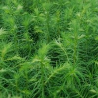 供應(yīng)賓陽人工種植杉木苗