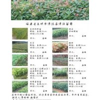 清源苗圃產(chǎn)品目錄苗木,杉樹苗,楓香