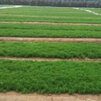 長(zhǎng)期出售營(yíng)養(yǎng)杯樟子松