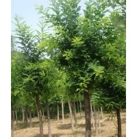 供應(yīng)國槐,刺槐,毛白楊