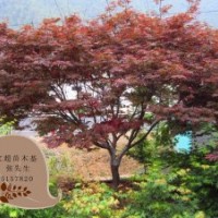 大量供應(yīng)各種小苗櫸樹,紅楓,雞爪槭