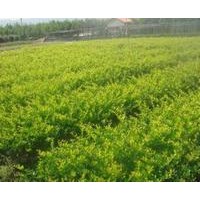 急售一批優(yōu)質(zhì)花木國(guó)槐、欒樹(shù)、合歡、青桐、白臘、大葉女貞、垂柳