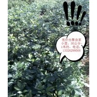 低價(jià)處理20公分高速生白蠟小苗 白蠟悶子