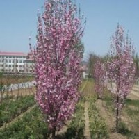 優(yōu)質(zhì)龍柱碧桃樹苗|山東優(yōu)質(zhì)龍柱碧桃樹苗|，誠信為本