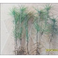 出售樟子松1.2.3年 小苗 二年 裸根 營(yíng)養(yǎng)杯 三年