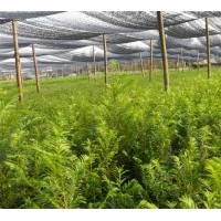 出售當年生紅豆杉苗、多年生苗、工程苗等等