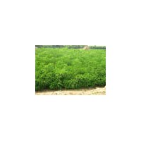 河北苗木紫穗槐小苗