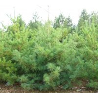 供應(yīng)白皮松苗