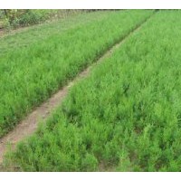 營養(yǎng)杯/側(cè)柏苗/白皮松/油松/華山松