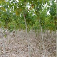 大量供洋紫荊 黃槐 黃金香柳 羊蹄甲 桂花 柳樹.秋風(fēng) 藍(lán)花楹黃花