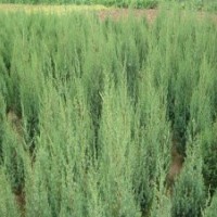 供應(yīng)北京檜,北京檜小苗。