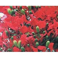 供應(yīng)中國鳳凰木苗 鳳凰木 鳳凰樹 廣西鳳凰木苗