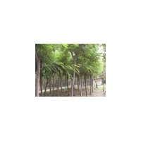 合歡種植基地 大型國槐基地 各種規(guī)格法桐