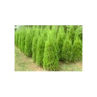 供應(yīng)100萬(wàn)側(cè)柏 白皮松 油松 國(guó)槐 雪松