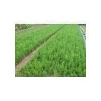 供應(yīng)100萬(wàn)側(cè)柏 國(guó)槐 雪松