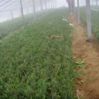 出售龍柏苗 蜀塊苗 龍柏球