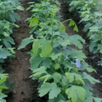 大量供應(yīng)銀杏樹(shù)小苗，當(dāng)年銀杏樹(shù)苗