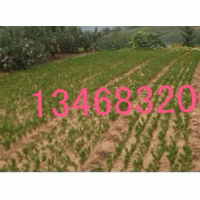 龍柏移栽一年小苗出售歡迎咨詢