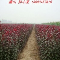 紅葉李小苗 太陽李小苗 河北太陽李小苗 保定太陽李小苗