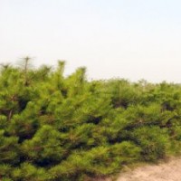 供應(yīng)側(cè)柏