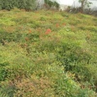 南天竹，低價南天竹，南天竹價格，南天竹供應(yīng)